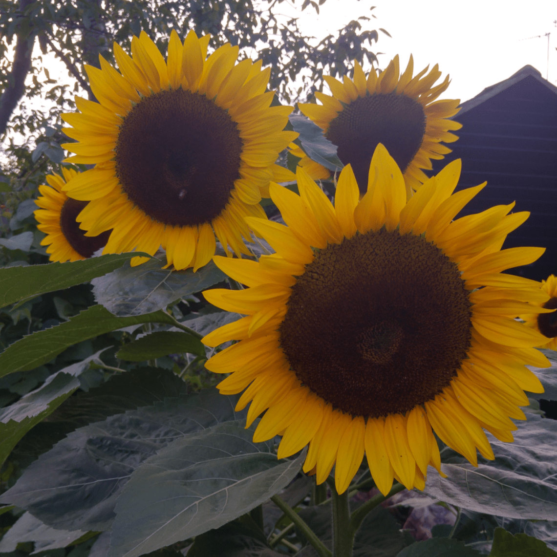 725FCF44-73CB-4218-931F-B6A68BC1C5E0